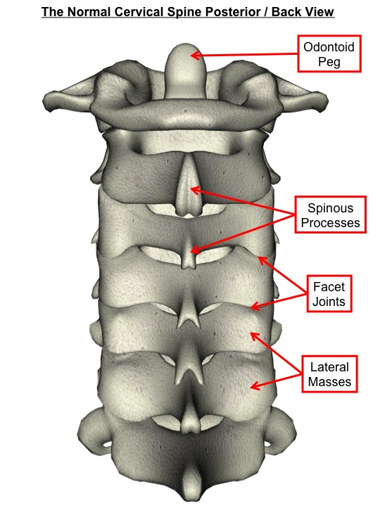 Normal Cervical Spine Posterior