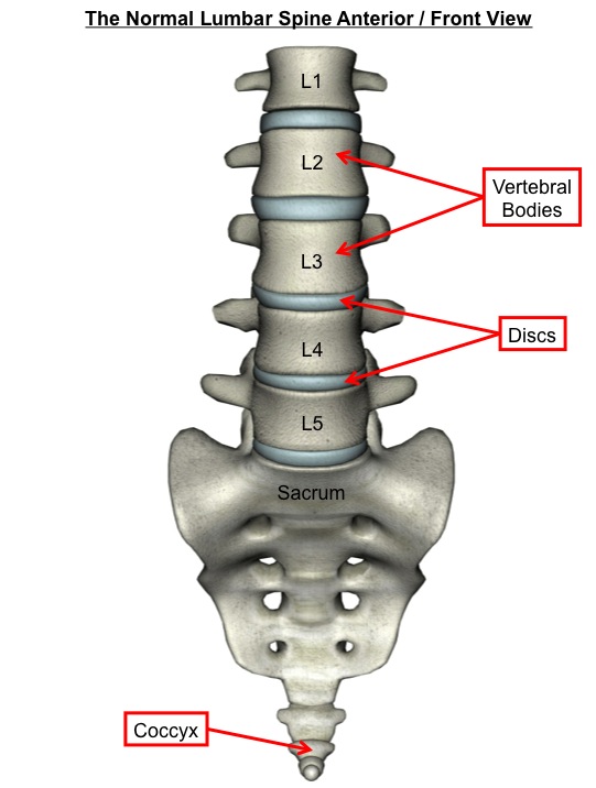 Normal Lumbar Spine Anterior