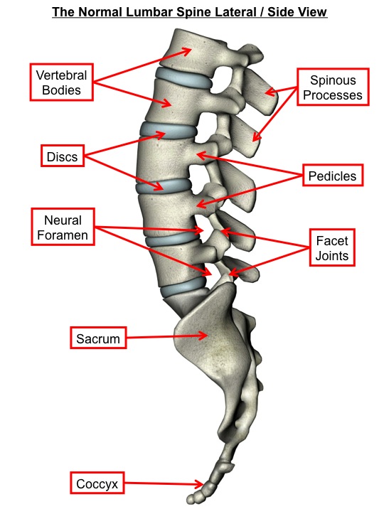 Normal Lumbar Spine Lateral
