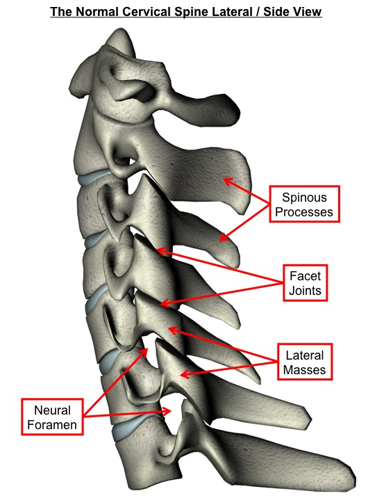 Normal Cervical Spine Lateral